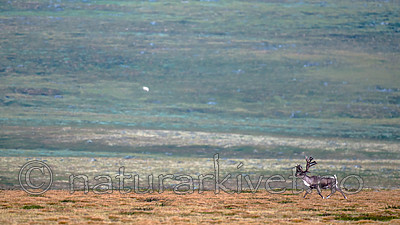 BB 14 0233 / Rangifer tarandus / Rein